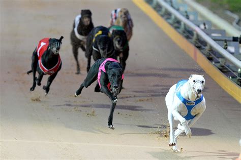 Latest News Greyhound Races .